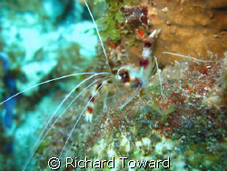 Barbor Pole Shrimp, taken with Canon A570is. by Richard Toward 